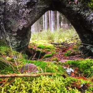 En tunnelöppning av naturmaterial i skogen. Betraktaren är ute oberoende från vilken sida man ser genom tunneln.