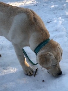 Hund nosar i snön.
